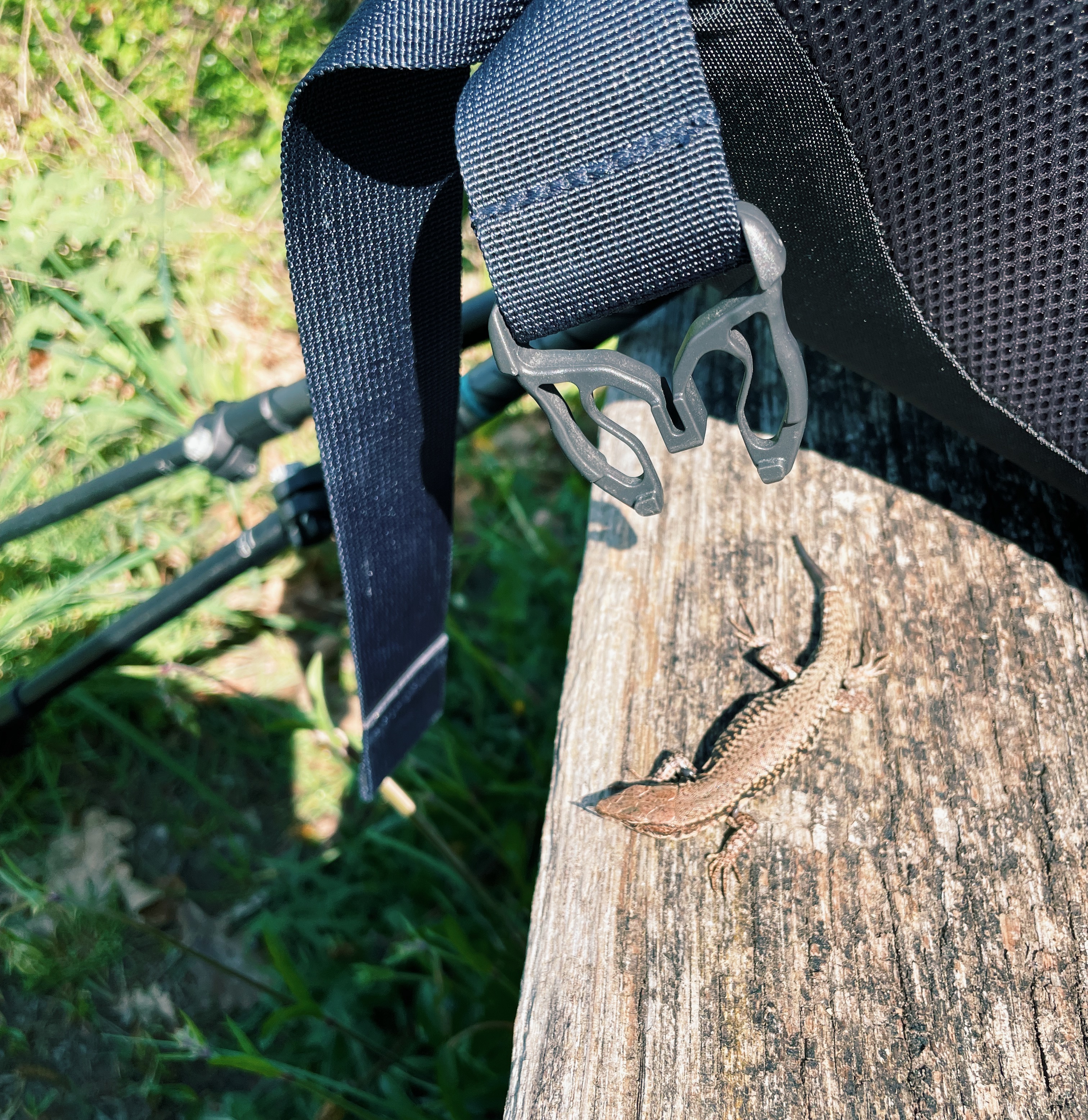 small-lizzard-on-the-rheinsteig-hiking-trail-in-germany