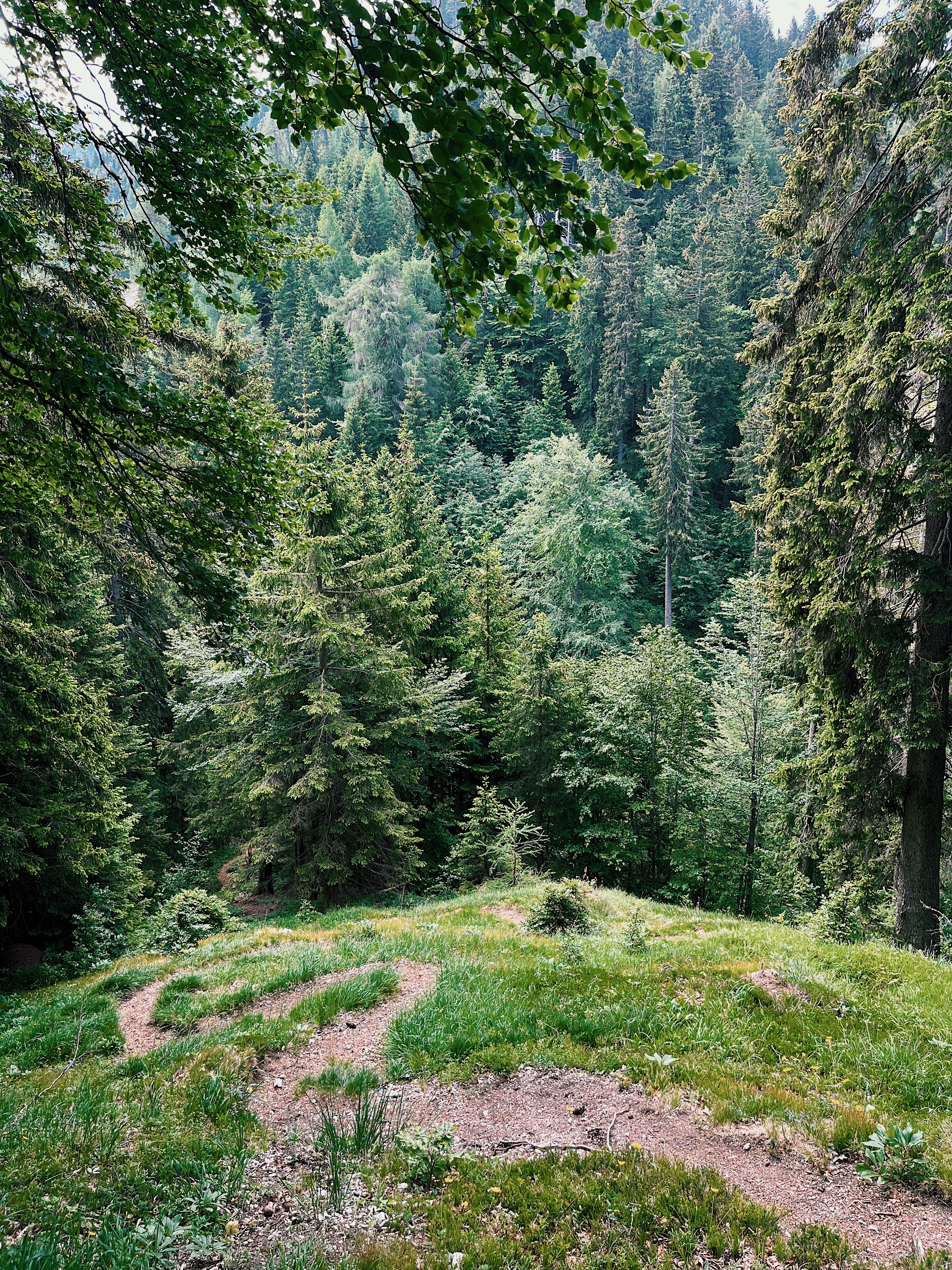 View of a path winding into a thick green forest in Slovenia