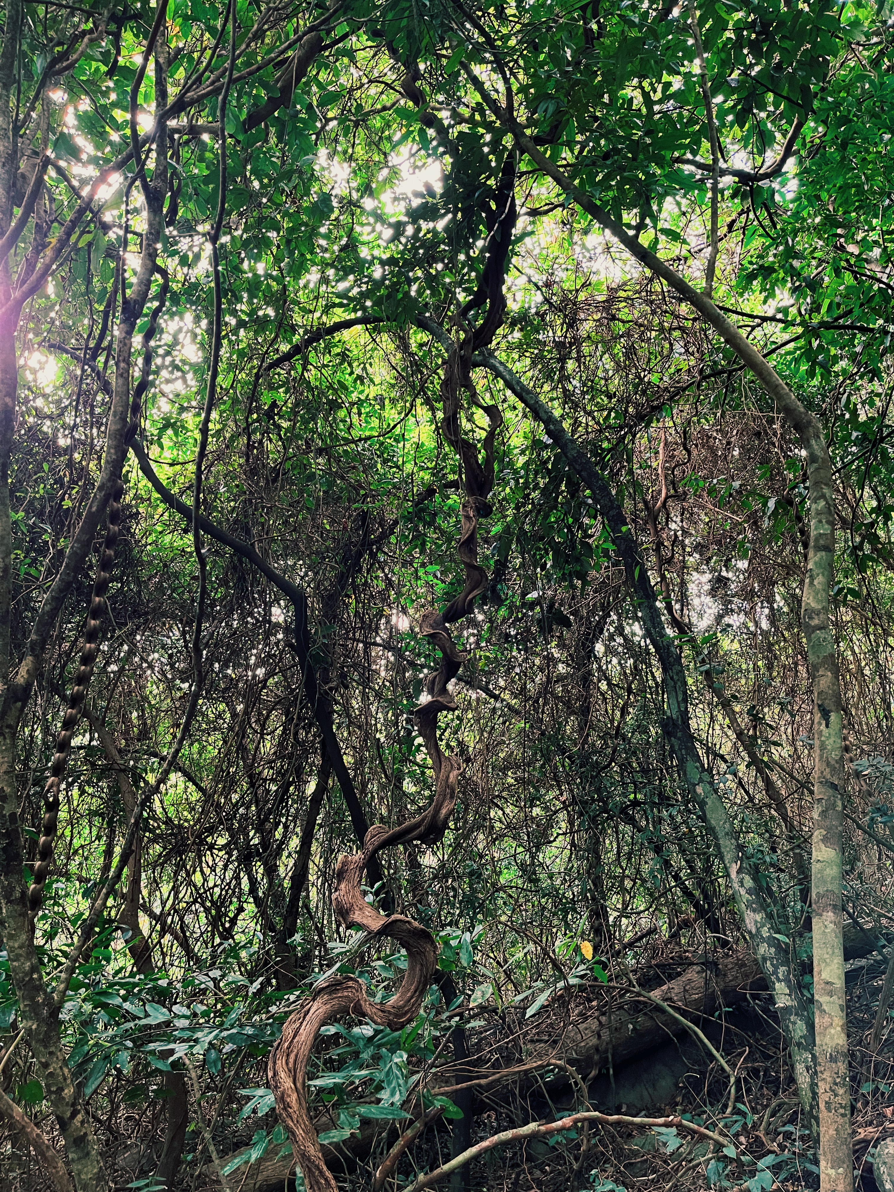 Jungle vibes while hiking on Con Son Island, Con Dao, Vietnam