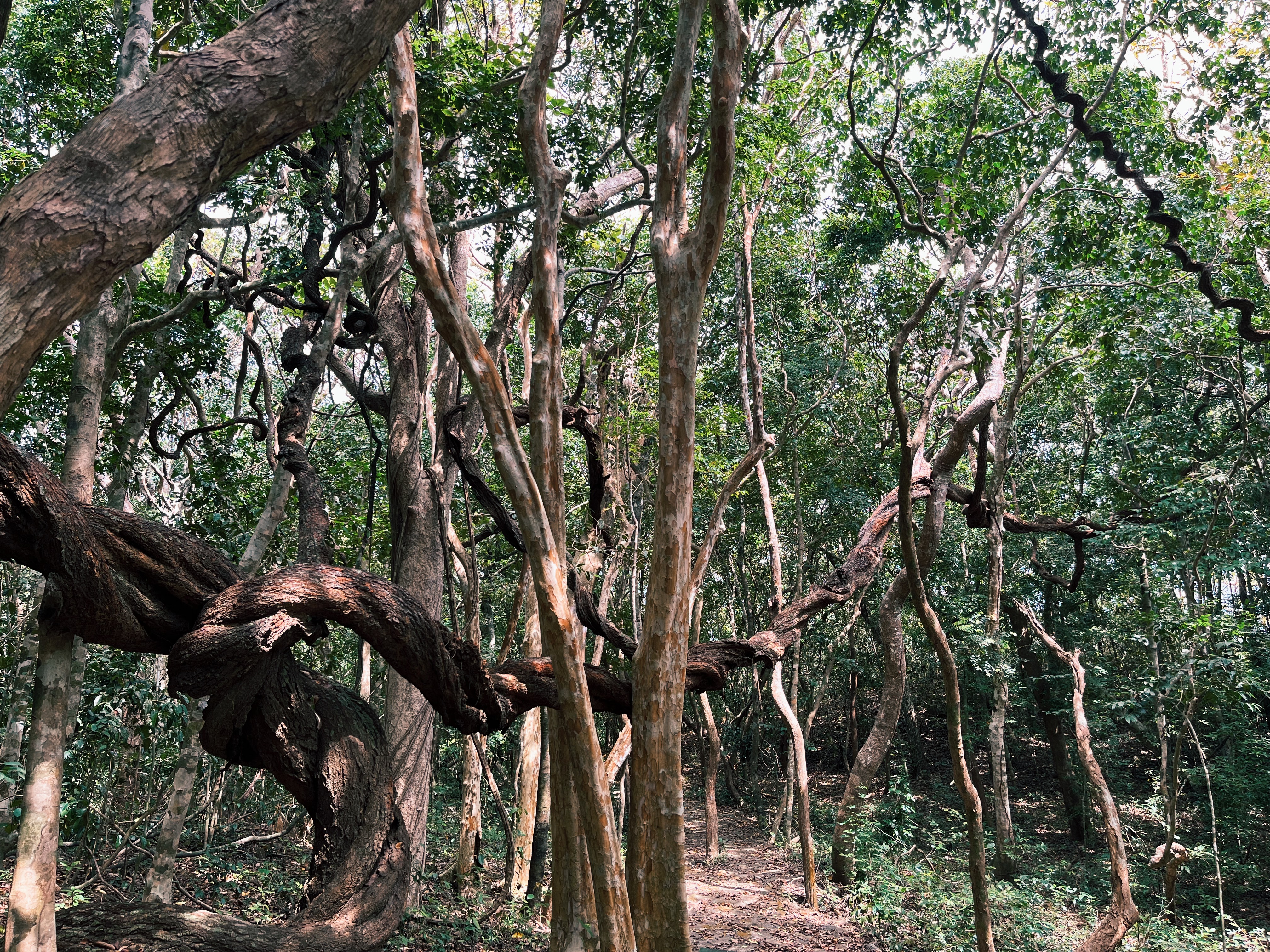 Huge lianas in the jungle on Con Dao Island, Vietnam